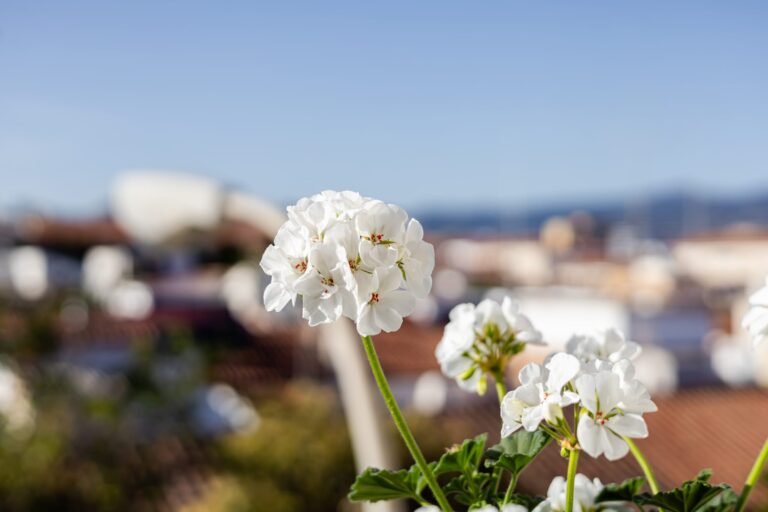 malaga8